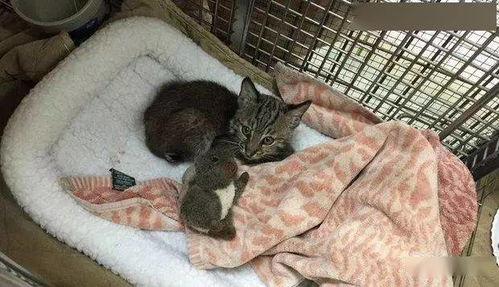 虐猫者被曝光反告曝光者，法院判决引深思