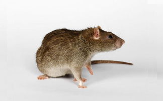 鼠尿病细菌显微图