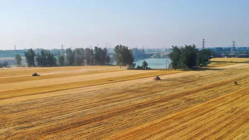 金黄色的麦田在风中舞动