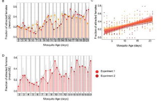 不同种类蚊子对比图