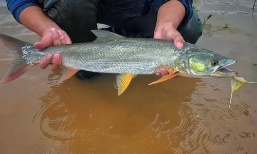 大量鲢鳙被冲出