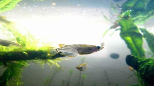 佛山投放5200只灭蚊鱼，一天能灭438只蚊虫真厉害