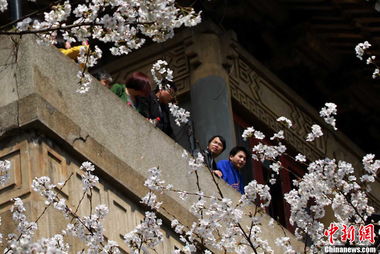 武汉大学樱花盛开时的美景