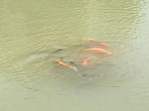 灭蚊鱼在湖水中游弋