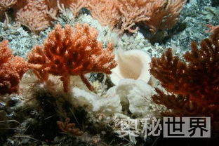 地球超新鲜今日开播啦！