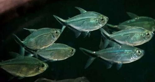 佛山投数千灭蚊鱼，一条一天能灭438只蚊！