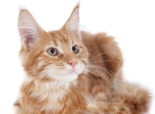 团播：比短剧更暴利的新风口？