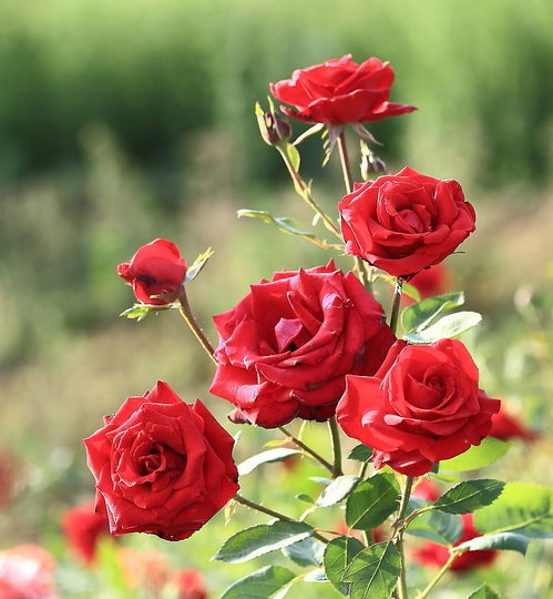 利剑玫瑰热度飙升背后的故事