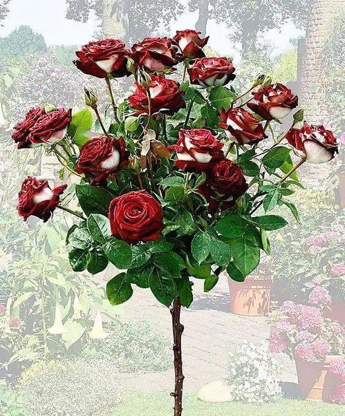 利剑玫瑰：一场惊心动魄的刺激之旅