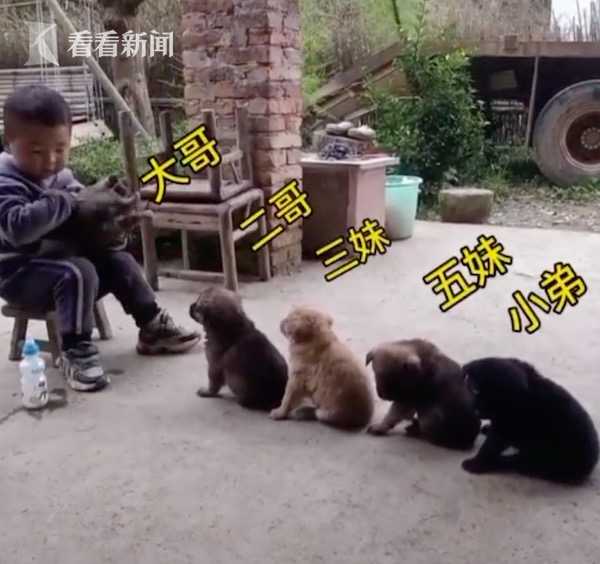 狗妈妈带小狗投奔男孩