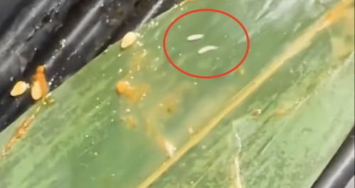 女子用餐遇生牛肉爬蛆虫，涉事火锅店被立案责令整改！