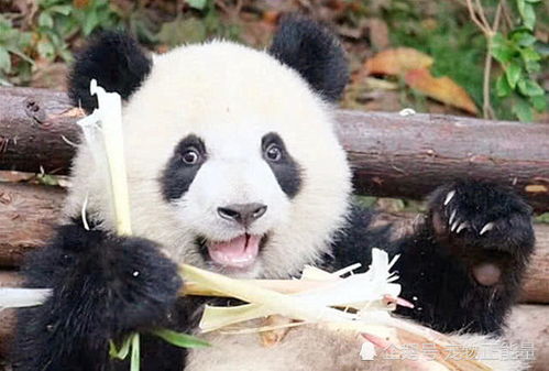 大熊猫被虐待谣言背后的利益链深度剖析