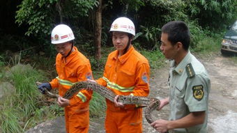 惊悚！女子竟在内衣塞4条蟒蛇企图蒙混过关