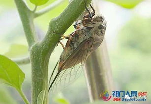 老人售卖知了壳