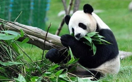 揭秘！大熊猫被虐谣言背后的利益链
