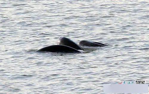 游船倒扣江中30人坠江？这是彻头彻尾的谣言