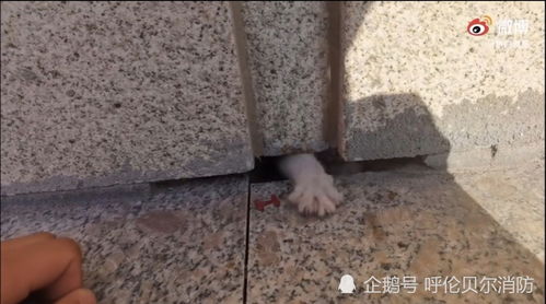 大哥背着老人在洪水中前行