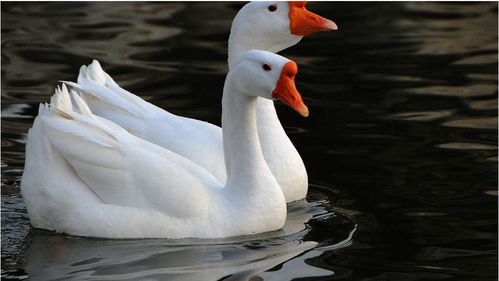 凌晨三点，那些仍在抓大鹅的年轻人