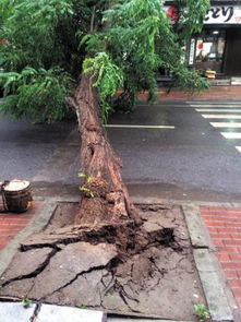 一棵大树被风吹倒