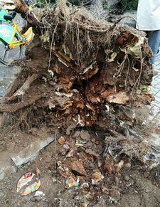 吧友亲历台风“竹节草”登陆现场，惊险画面令人震撼！