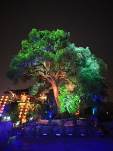 上海浙江面临海啸台风双重威胁！竹节草威力不容小觑