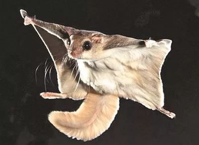 三角洲鼠鼠拯救世界，这波操作太硬核！