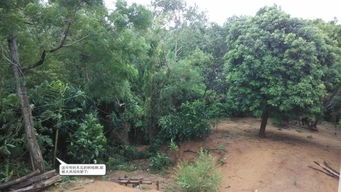 台风‘竹节草’二登上海沿海，狂风骤雨肆虐魔都