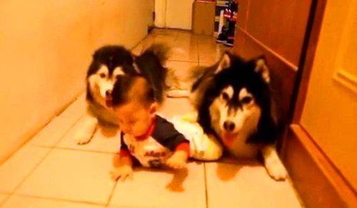 一只金毛犬双爪合十做出拜佛姿势