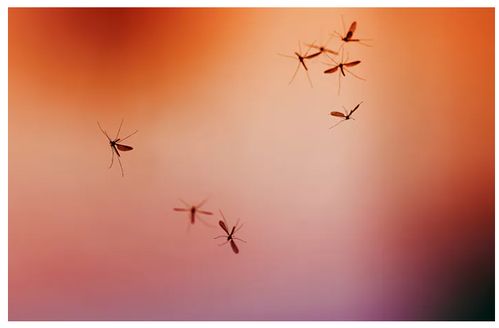 感染一次基孔肯雅热真能终身免疫？官方回应来了！