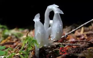 哀牢山惊现7株‘冥界之花’水晶兰！