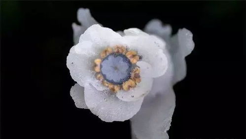 冥界之花想象图