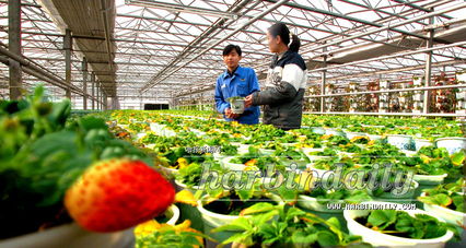 农产品消费迎来新机遇！十部门联合出台促消费方案