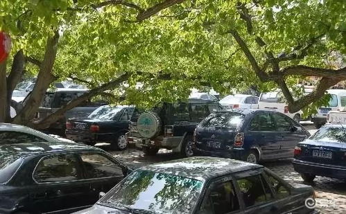 停在树荫下的汽车