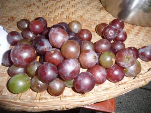 喝红酒真能软化血管吗？真相大揭秘！