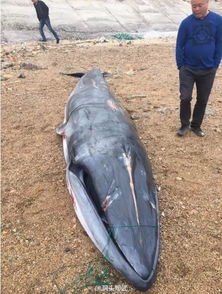 多条鲸鱼被冲上岸