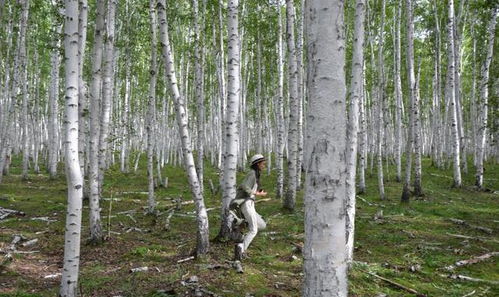 消费者饮用白桦树汁场景