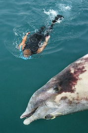 多条鲸鱼被海啸冲上岸