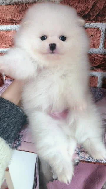 可爱的奶嘴图案