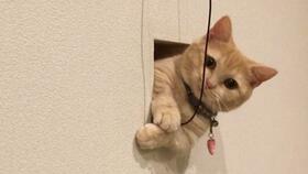 7月29日吧友们的快乐源泉——乐子内容限定大揭秘