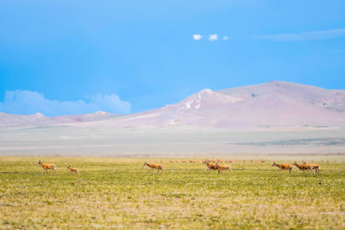 藏羚羊奔跑