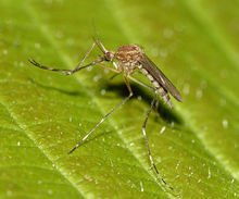 广东灭蚊新招：放蚊子吃蚊子，真这么神奇？