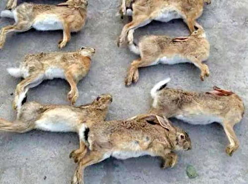 野保员照顾藏羚羊幼崽