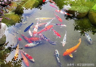 “灭蚊鱼”到底啥情况？佛山官方辟谣啦！