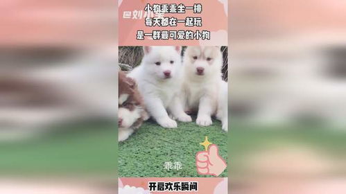 老人用狗试毒蘑菇，全家仍中毒，背后真相令人唏嘘