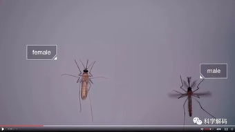 益蚊显微镜下观察图