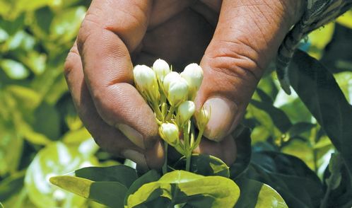 华丽巨蚊采蜜图