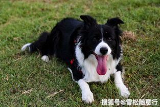 一只可爱的狗狗坐在草坪上