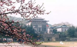 武大回应！彻查诬告女杨景媛，真相即将浮出水面