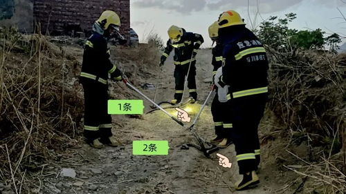 消防员正在抓捕蛇的精彩瞬间