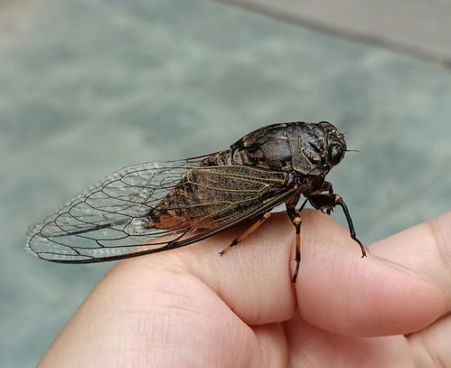 上海闹‘蝉灾’，山东人咋这么着急？